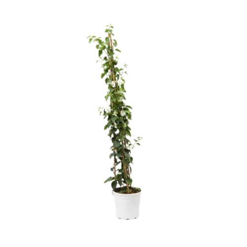 Verdecora Buganvilla Piramide | Flor de Papel | Planta natural de exterior con flor en maceta con tutor | Planta trepadora | Perfecta para decorar el jardín, balcón, terraza (Maceta 3L)