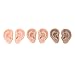 CYSFETENA 3 Pairs Silicone Ear Model - Flexible Fake Ear in 3 Colors - Soft Realistic Ear Model for Professional and Beginners Piercing Practice,Earring Jewelry Display Props Acupuncture Teaching Tool