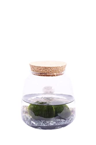 Pianta di Marimo Pianta di Cladophora Aegagropila pianta da interno Alga ornamentale pianta acquatica pianta da arredo pianta vera di Marimo venduta da eGarden.store (Marimo Rock)