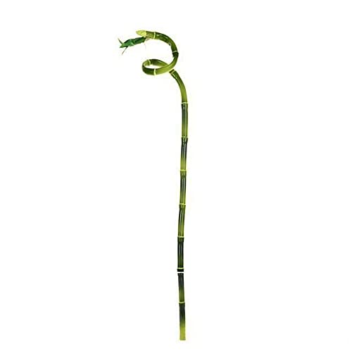 FloristryWarehouse Tige de bambou artificielle porte-bonheur ou bouclée Vert 61 cm