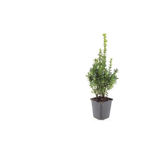 Buxus Sempervirens Heckenpflanzen – 24 Pflanzen – Immergrüner Buchsbaum – 10–25cm Höhe – Ø9cm – Ideal für Hecken Formschnitt Kugeln & Gartenstruktur