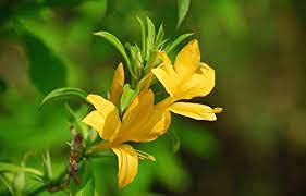 See full amazon price history chart for ADITYA GREEN PLANTS AGP™ Katekoranti, Vajradanti Live Plant वज्रदंती, Katsaraiya, Piyabansa, Barleria Prionitis, kuranta(1 live plant in poly bag) ADITYA GREEN PLANTS AGP™ Katekoranti, Vajradanti Live Plant वज्रदंती, Katsaraiya, Piyabansa, Barleria Prionitis, kuranta(1 live plant in poly bag) (B097LFZ43T) Amazon Price History, Amazon Price Tracker