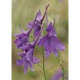 Larkspur, Delphinium consolida, 150 seeds! Grill