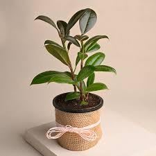 RUBBER PLANT NBH
