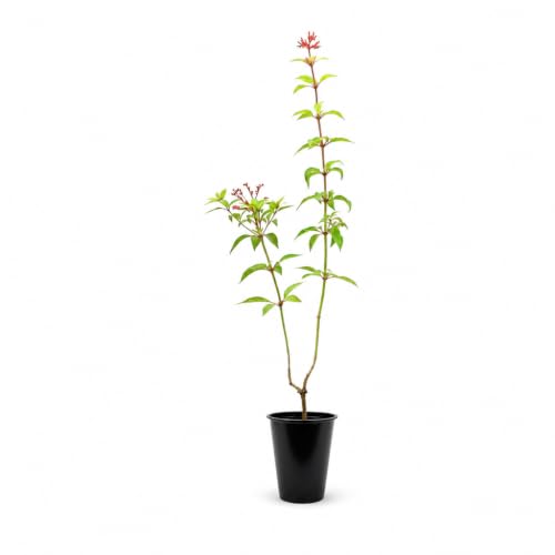 Firebush Dwarf I 3 Live Plants I Hamelia Patens Compactal Vibrant Red-Orange Blooms...