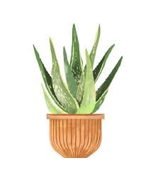 Aloe vera plant red (Pack of 2) (B0CX1LGPXX) Amazon Price History, Amazon Price Tracker