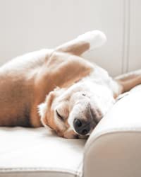 CBDVITAL by VITRASAN Haut und Fell Spray | Für Hunde und Katzen | Offiziell anerkanntes Heilwasser | Angenehm kühlend | Reduziert Rötungen