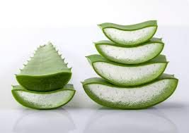 Aloe vera hojas frescas de cultivo ecológico