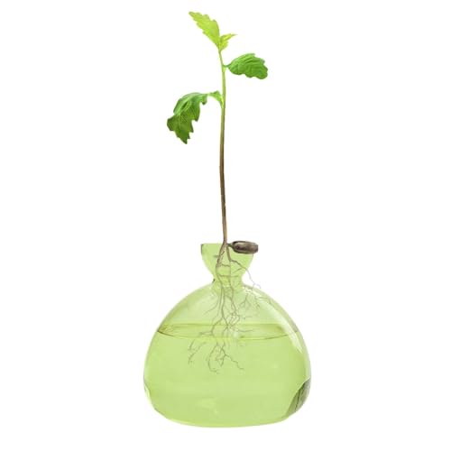 Vaso per avocado in vetro trasparente per semi di avocado, vaso per piante di avocado, vaso trasparente per avocado, vaso per fiori avocado, vaso per alberi di avocado, vaso per piante