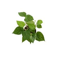 Shreesha Seeds Betel Leaf Plant, Magai paan plant, Piper Betle, Thamalapaku live plant pack of 1 (B0CPYMY51X) Amazon Price History, Amazon Price Tracker