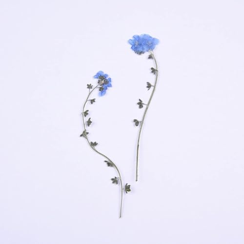 20 Piezas de Tallos Prensados de Flores Secas Naturales miniatura 3