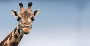 AUT Natural Surma Stone - Kohl - Stibnite - 100 Grams - for Pooja & Cooling of Eyes - Loose Packed