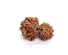Gemstone King? ? ? ?? ? Garbh Gauri Rudraksha Nepali Best Original Certified By IGL AAA+++ Natural Garbh Gori Rudrakshamu With Silver Capping & Red Thread Use For Astrological Purpose
