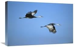 16 x 24 in. Sandhill Crane Pair Flying, Bosque Del Apache NWR, New Mexico Art Print - Tom Vezo