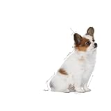 Royal Canin X-Small Puppy 1,5kg