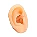 Human Ear Model Simulation Artificial Human Right Ear Silicone Ear Model for Ear Picking, Ear Piercing Teaching, Acupuncture (Right Ear)