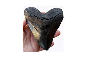 Prehistoric Planet Store 5.5 Inch Megalodon (Carcharodon megalodon) tooth