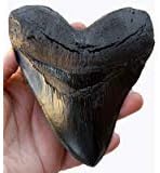 Prehistoric Planet Store 5.5 Inch Megalodon (Carcharodon megalodon) tooth, Black with Serrations (Replica) #126