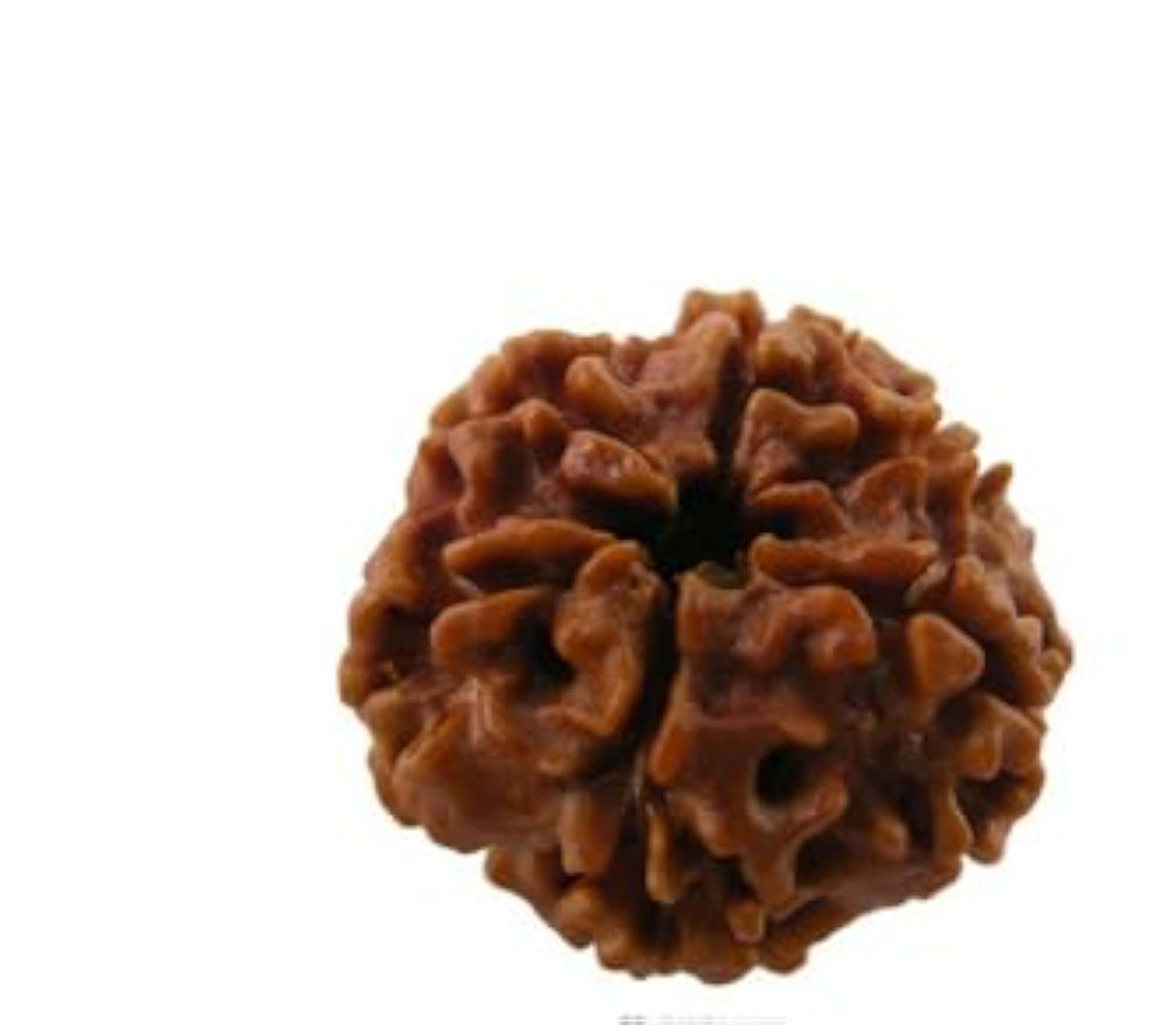 Brown Chah Mukhi Rudraksha Pendant, IGL Lab Certified