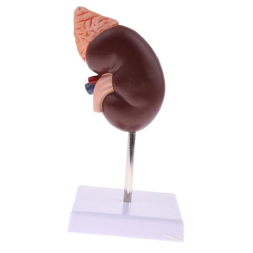 Image of Kidney Model, 24 Markers Clear Zoning Premium Color Painting No Fading Kidney Anatomy Model Flame Retardant PVC Human Anatomy with Base for Teaching, Display