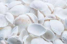 Natural SEA Shells/SIPPI/Pack of 7 / Pure White/for Decoration, Aquarium/Diwali POOJAN/by GOYAM MERCHANDO