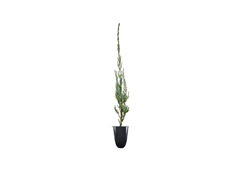 Skyrocket Juniper | 20 Live Plants | Juniperus Scopulorum | Evergreen Privacy Screen, Fast Growing...