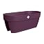 Maple Purple