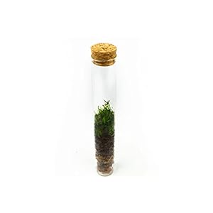 DIY Mini Moss terrarium 20 cm | Met jar/mos