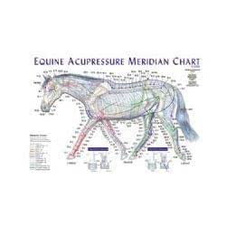 Equine Acupressure Meridian Composite Chart Horse (Lake Forest ...