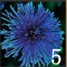 100 PC colorati semi di crisantemo, semi di Fiori colorati, bellissimi semi di piante en Vaso