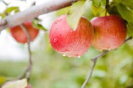 Hidden Enterprise Special Healthy And Testy Fruit Plant The Rockit apple Tree. Its For Home Garden Outdoor Sort Time Growing Plant .Pack Of 01 (B0D7VG7636) Amazon Price History, Amazon Price Tracker