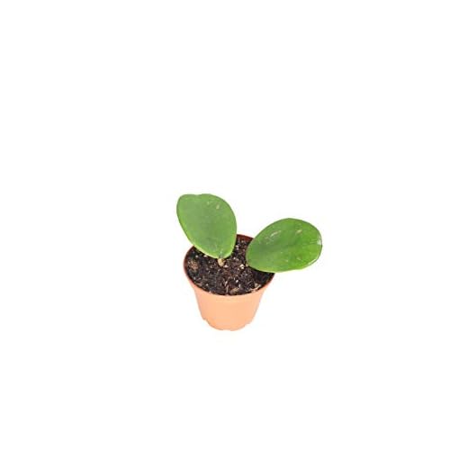 Hoya Obovata Splash-2'' from California Tropicals