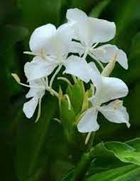 Dolan Chapa Live Flower Plant For Outdoor Gardening With Buetyfull