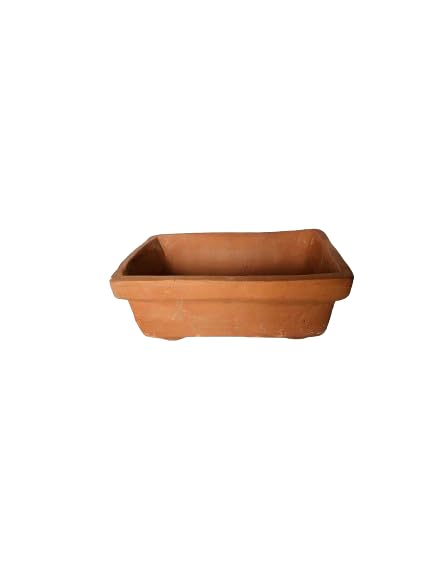 Bonsai Small - Rectangle 185 (B0D6KZ669D) Amazon Price History, Amazon Price Tracker
