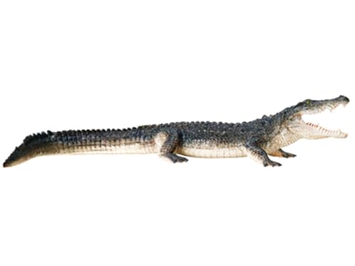 Modèle d'anatomie crocodile AMITD pour cours de biologie