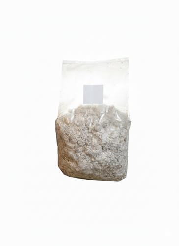 Lions Mane Mushroom Grow Kit Extra-Large 6lb Ready-to-Fruit Bag Gourmet Mushroom Growing Kit High-Yield & Beginner-Friendly
