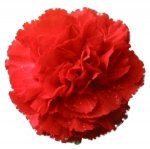 Bulk Carnations | Red | 400 #TOP20