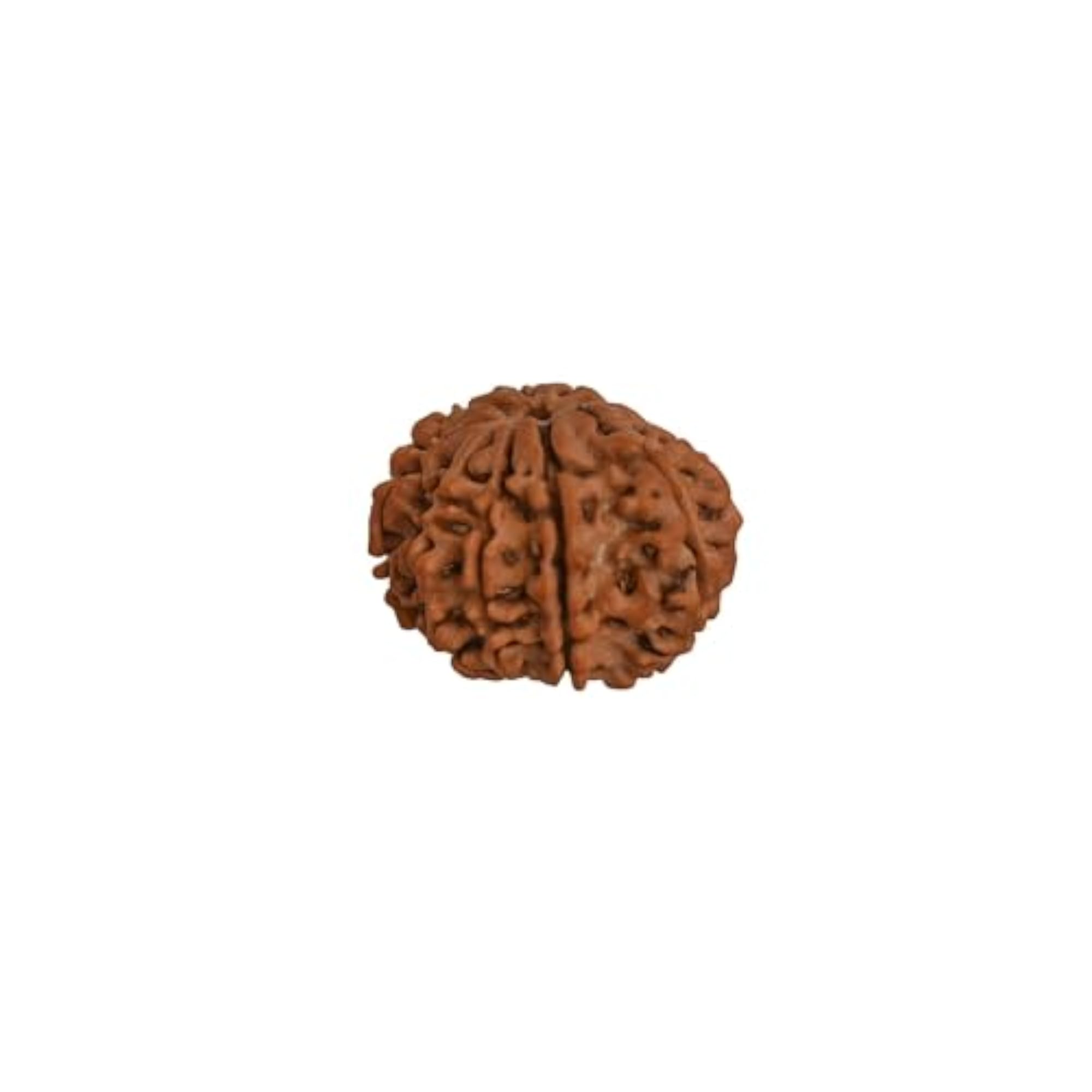 Natural 7 Mukhi Rudraksha Bead, Collector's Item