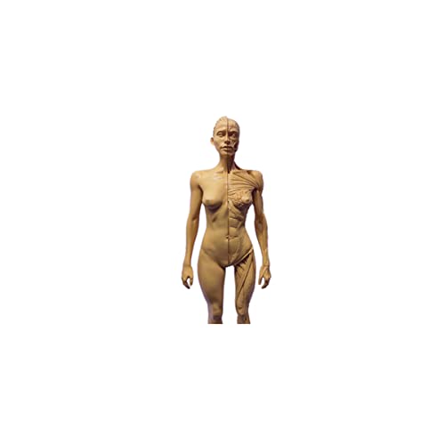 Image of 12 inch Resin Human Anatomical Anatomy Skull Head Body Model Muscle Bone Model Male Female (Yellowish Brown)