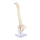 iplusmile Wirbelsäulenmodell aus Pvc für Ausbildung und Ausstellung mit Detaillierten Strukturen Wie Bandscheiben Nervenwurzeln und Wirbelsäulenabschnitten für Ärzte und Studierende