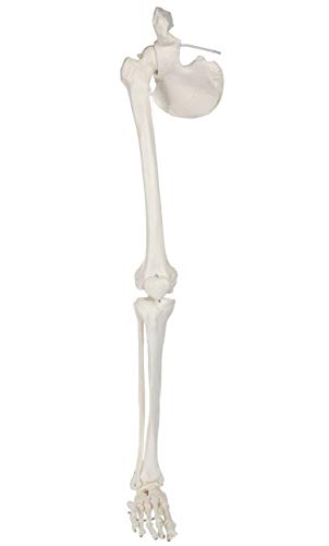 Axis Scientific Leg Skeleton - Left