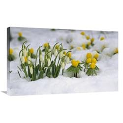 30 in. Snowdrops Blooming in Snow, Germany Art Print - Konrad Wothe