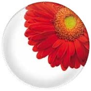 Scherzer Piatto Torta Pizza Rosso collezione