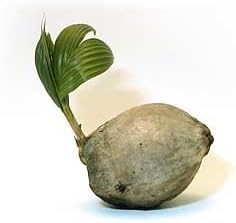 Sprouted Coconut Palm Tree Plant
