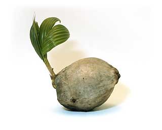 Sprouted Coconut Palm Tree Plant