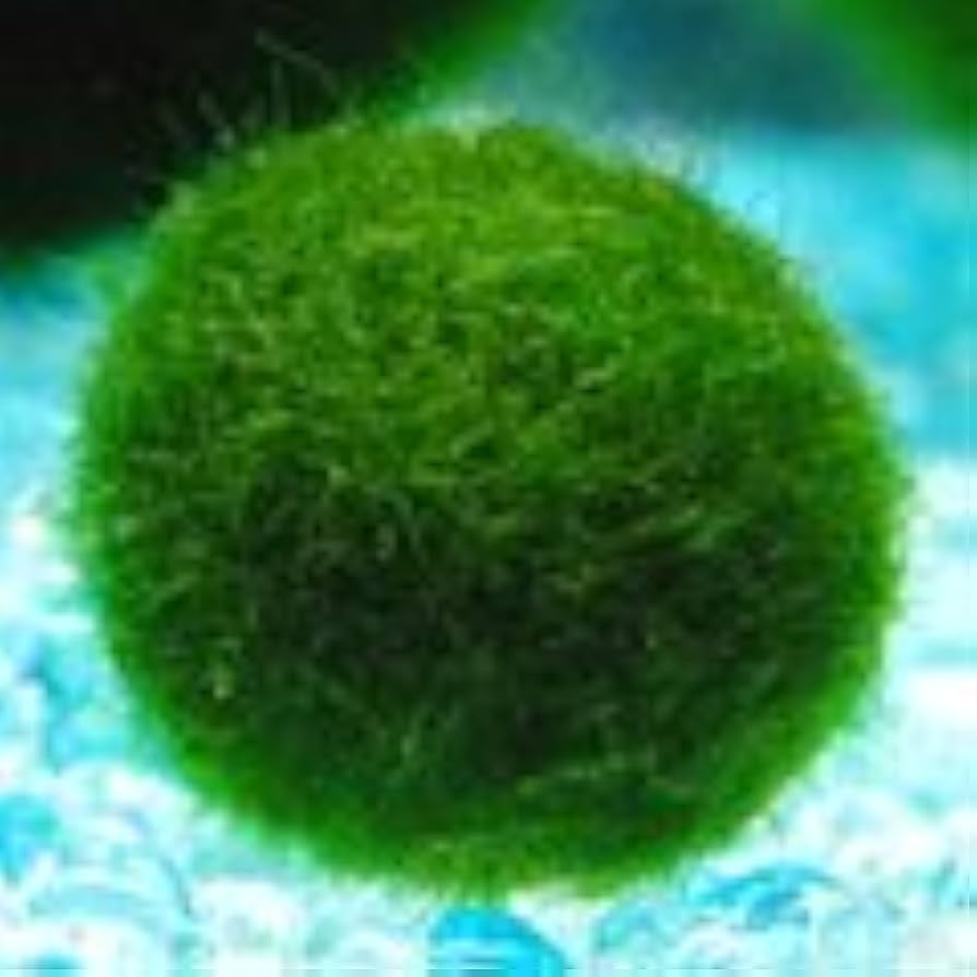 Amazon | 国産マリモ（大）約1.0～1.5cm | 水槽屋.com | 観賞魚
