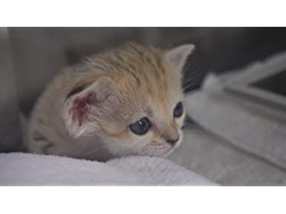 砂漠の天使スナネコ成長日記 (DVD) | , マガジンハウス |本 | 通販