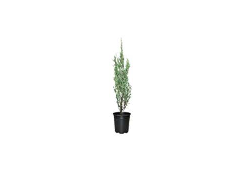 Blue Arrow Juniper - 1 Live 4 Inch Pots