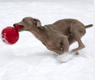 Tug N Toss Jolly Balls 4.5in Asst