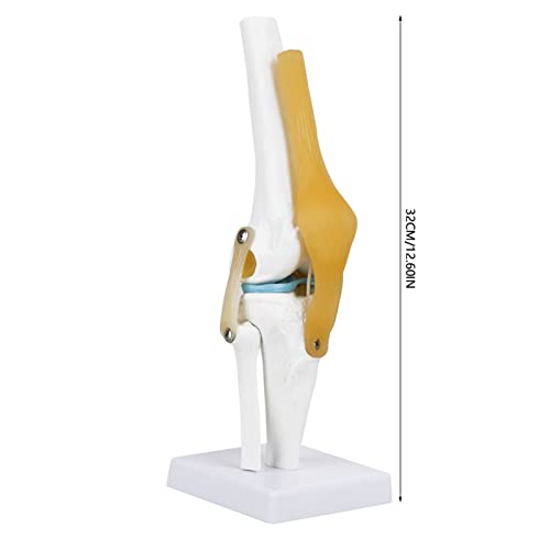FAUOSWUK Knee Joint Simulation Model - Image 4